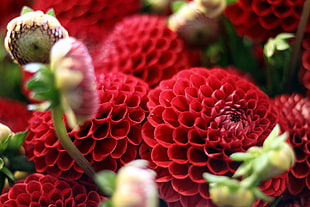 photo of red petaled flowers