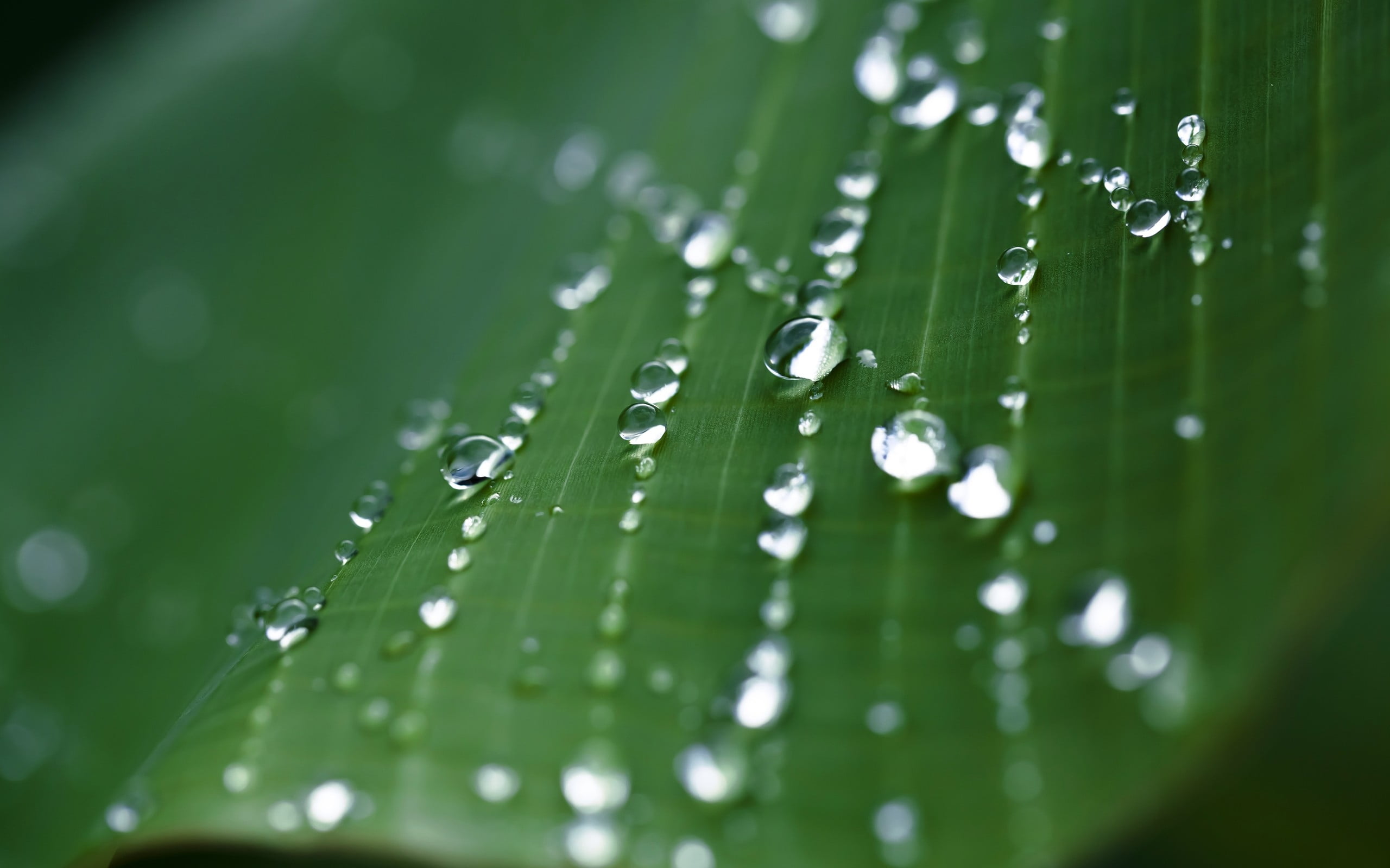 green leaf with water