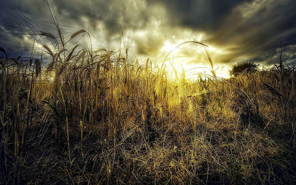 brown grass, landscape, nature, sunset, clouds HD wallpaper