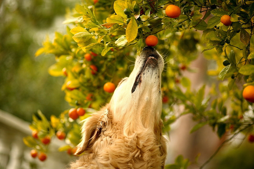 adult Golden Retriever smelling orange sunkist fruit close-up photo during daytime HD wallpaper