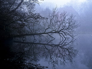 brown tree with fog