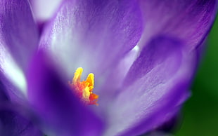 purple Crocus flower in bloom macro photo