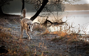 yellow Labrador Retriever walking beside body of water
