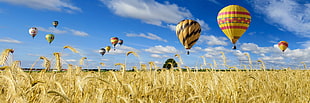 hot air balloons over cattail plants HD wallpaper