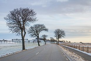 leaf less trees beside the concrete road HD wallpaper
