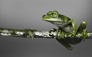 macro photography of green frog on tree branch