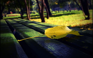 selective focus photography of yellow leaf on brown surface