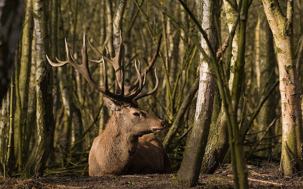 brown deer in the forest HD wallpaper