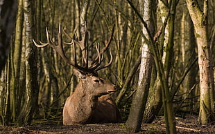 brown deer in the forest