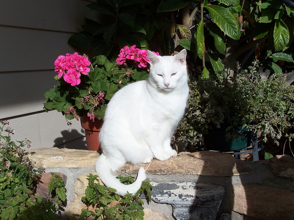 white fur cat beside green plant HD wallpaper