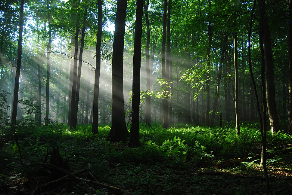 green leaf tree, forest, sunlight, trees, sun rays HD wallpaper