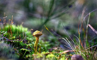 selective photography of beige mushroom