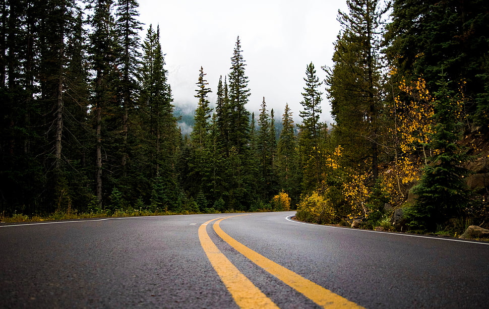 Gray and Yellow Road Between Forest HD wallpaper