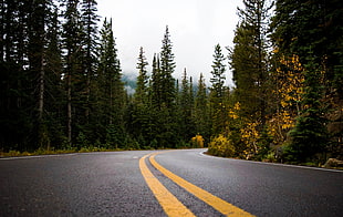 Gray and Yellow Road Between Forest HD wallpaper