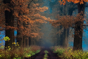 pathway with trees HD wallpaper