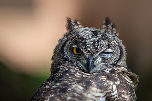 macro photography of owl winking