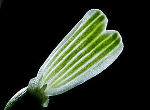 green flower bud HD wallpaper