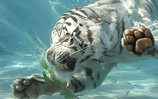white tiger underwater HD wallpaper