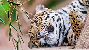 macro shot of Leopard