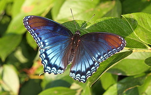 blue and brown butterfly on green leaf, spotted