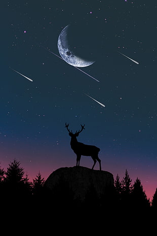silhouette photo of deer HD wallpaper