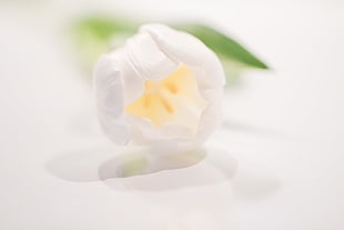 close up photo of white petaled flower, tulip
