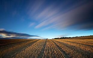 wheat field, nature