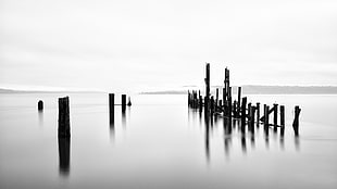 grayscale photo of wooden dock pole