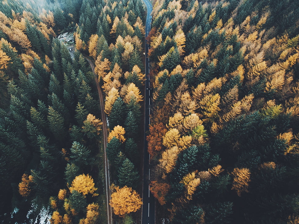 black and brown floral textile, aerial view, trees, fall, drone photo HD wallpaper