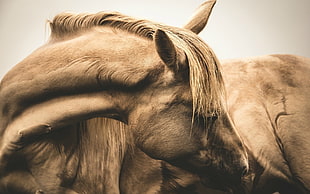 brown horse, horse, sepia HD wallpaper