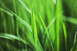 green linear leaf grass