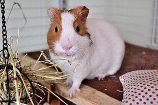 white and brown guinea pig