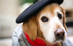 brown and white dog, animals, dog, hat, berets