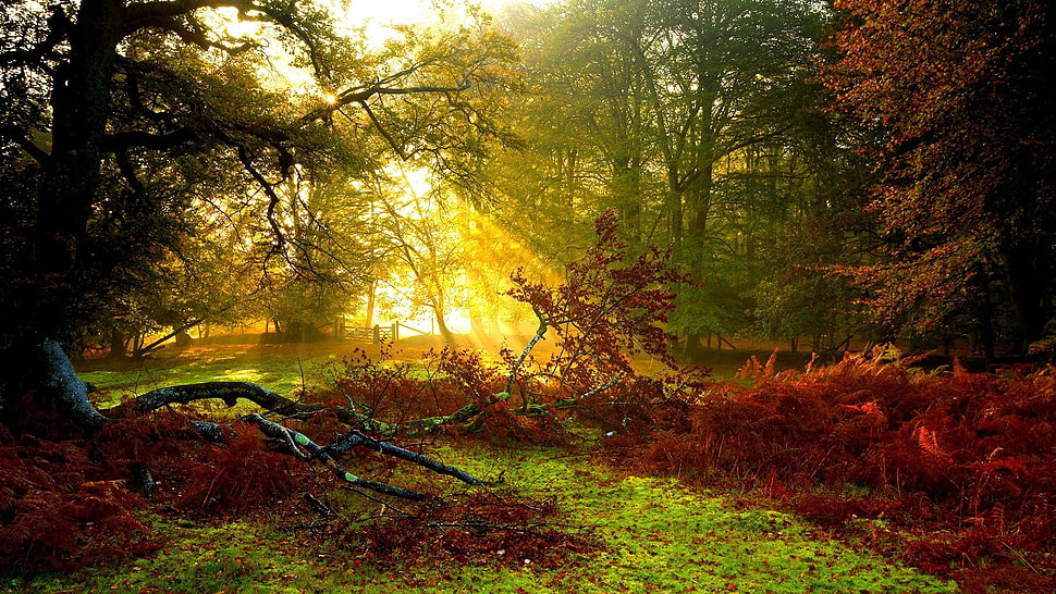 red and green leafed trees, nature, trees, Sun, sun rays HD wallpaper