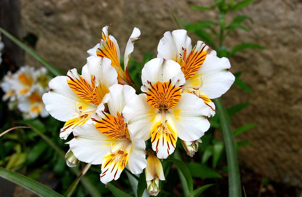 white-and-orange Peruvian Lilies closeup photography HD wallpaper