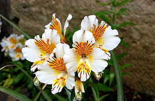 white-and-orange Peruvian Lilies closeup photography