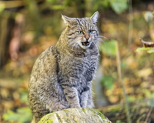 selective focus photography of gray cat