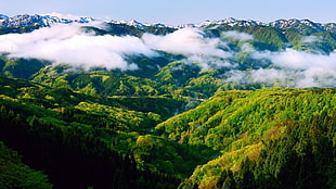 green and yellow dense forest, mountains, hills, trees, forest