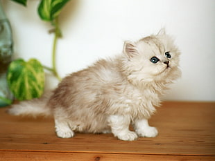 white Persian kitten close-up photo