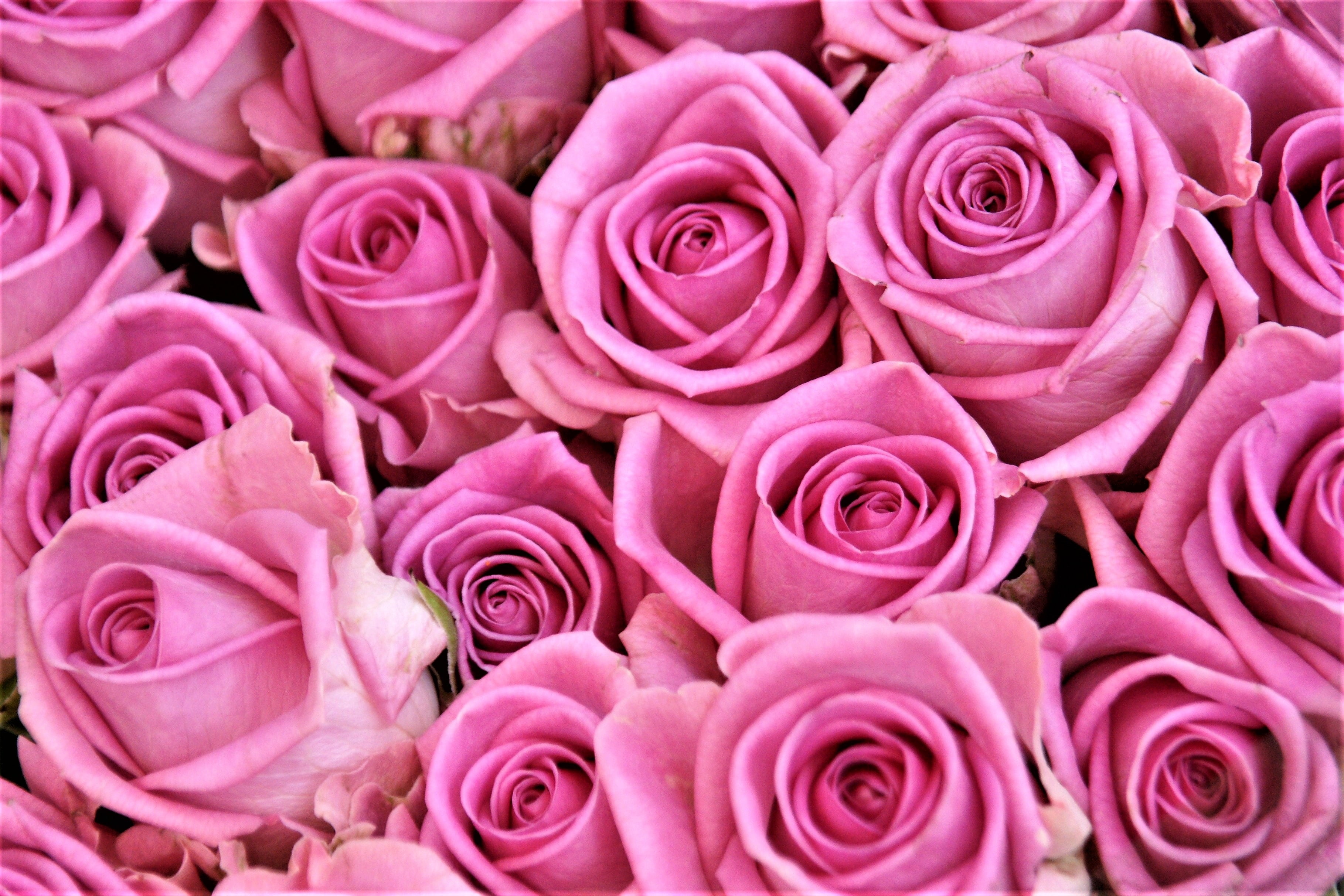 bunch of pink roses wallpaper