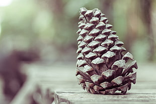 selective focus photography of pine cone on brown wooden surface