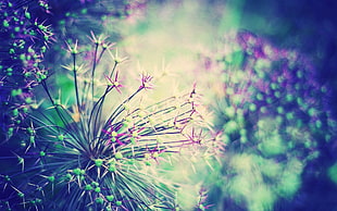 depth of field photography of purple petaled flowers