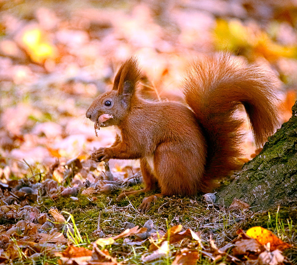 brown squirrel  near dried leaves during daytime HD wallpaper