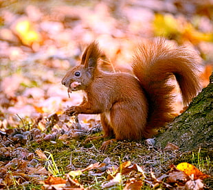 brown squirrel  near dried leaves during daytime