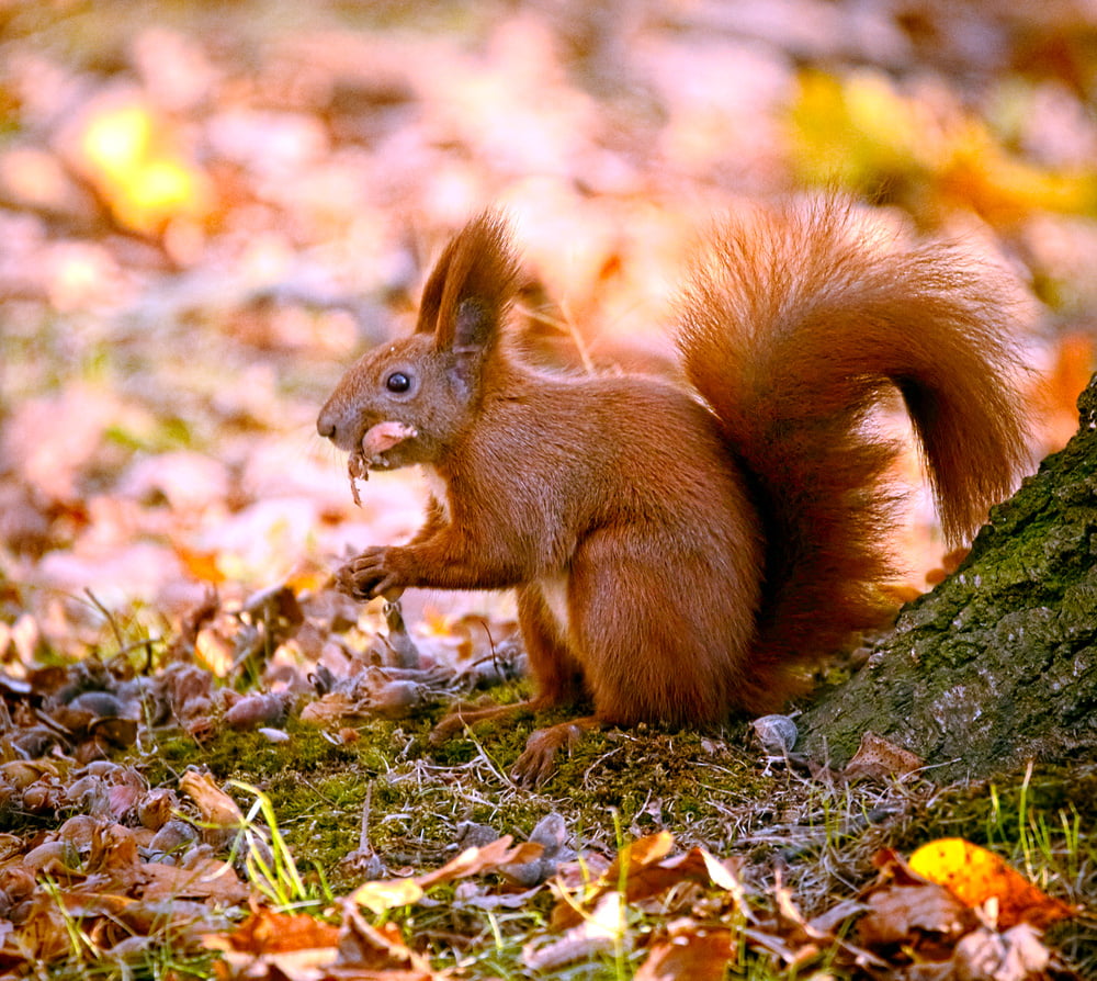 brown squirrel  near dried leaves during daytime