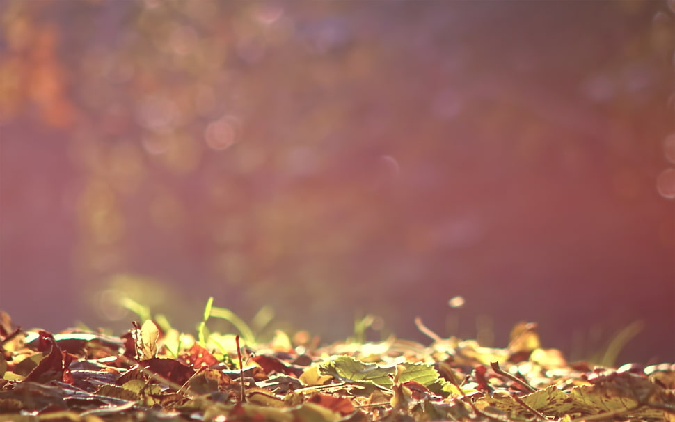 green leaf plant focus photo HD wallpaper