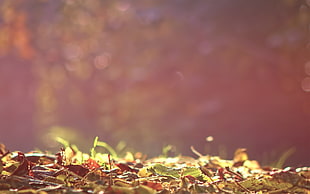 green leaf plant focus photo