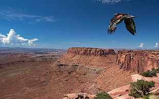aerial photography of eagle and cliff under blue sky