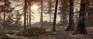 green and brown rock on woods during daytime HD wallpaper