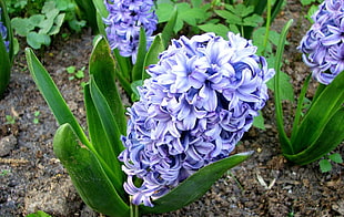 purple Hyacinth flowers in bloom at daytime